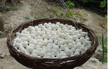 کشک