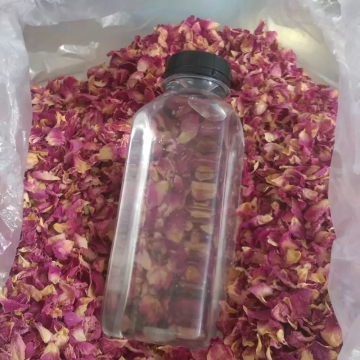 گلاب لایزنگان